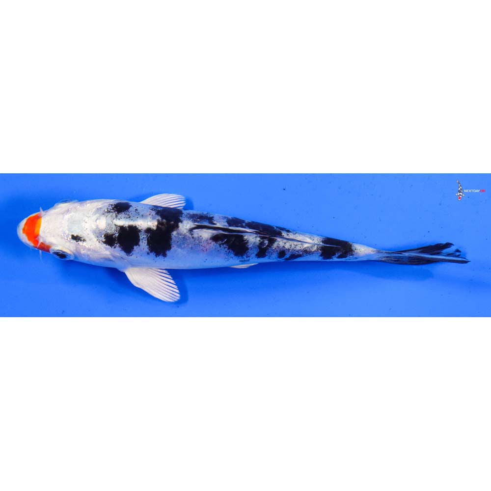 5.5” Imported Heisei Nishiki