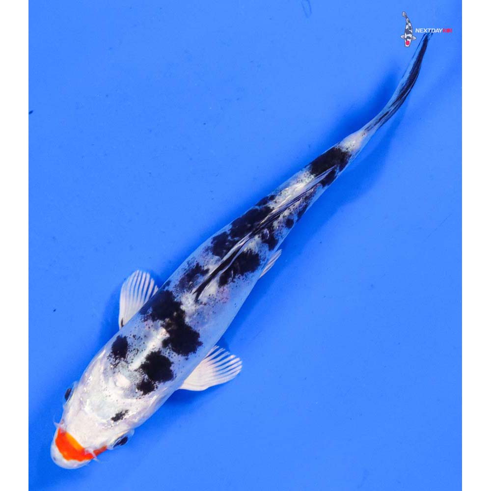 5.5” Imported Heisei Nishiki