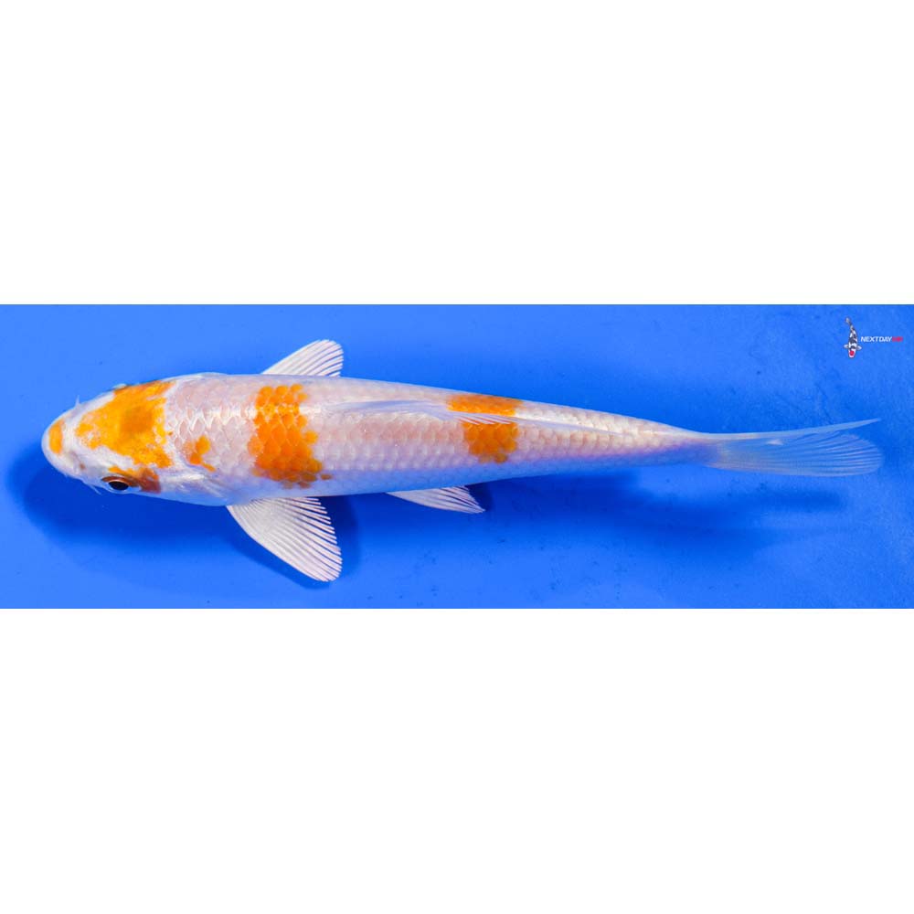 5” Imported Hariwake