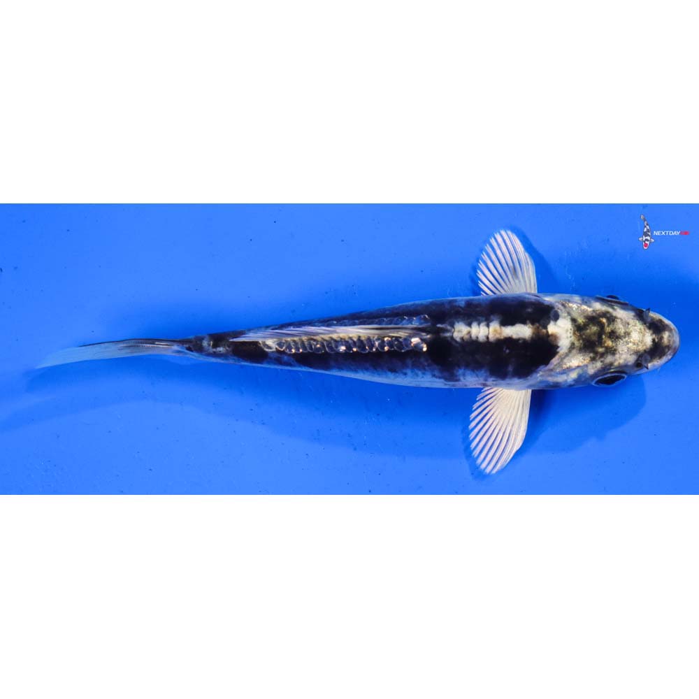 5.5” Imported Kikokuryu