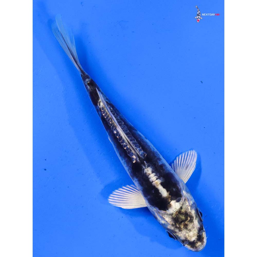 5.5” Imported Kikokuryu