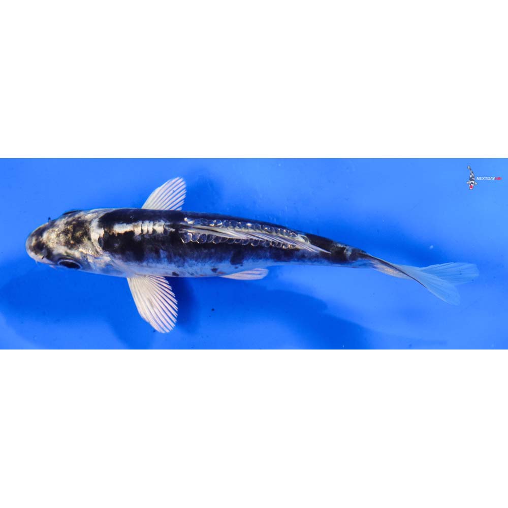 5.5” Imported Kikokuryu