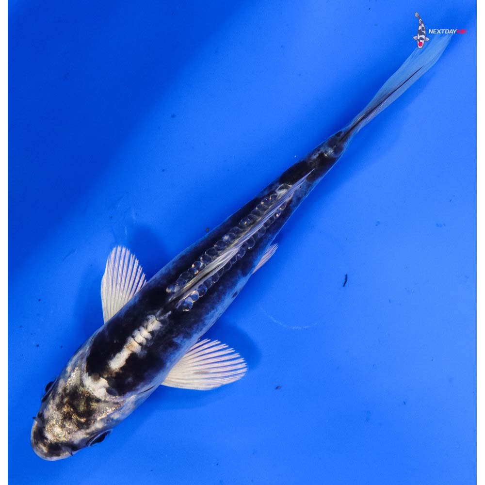 5.5” Imported Kikokuryu