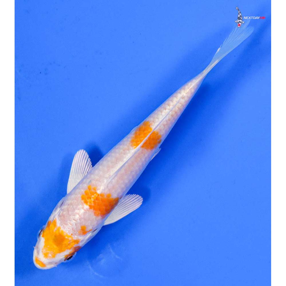 5” Imported Hariwake