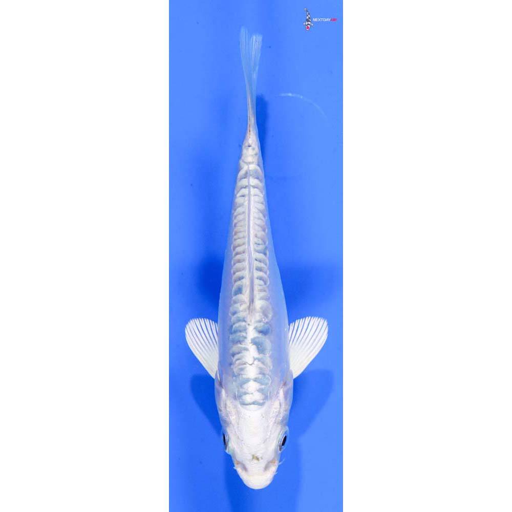 5” Imported Doitsu Platinum Ogon