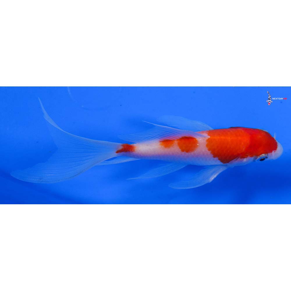 4” Imported Kohaku Butterfly Koi