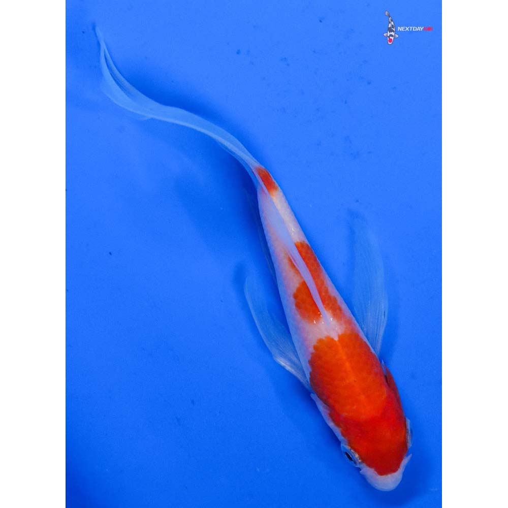 4” Imported Kohaku Butterfly Koi
