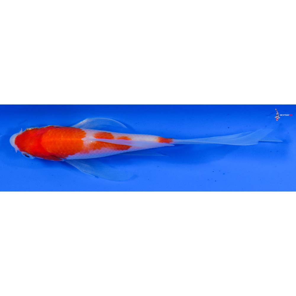 4” Imported Kohaku Butterfly Koi