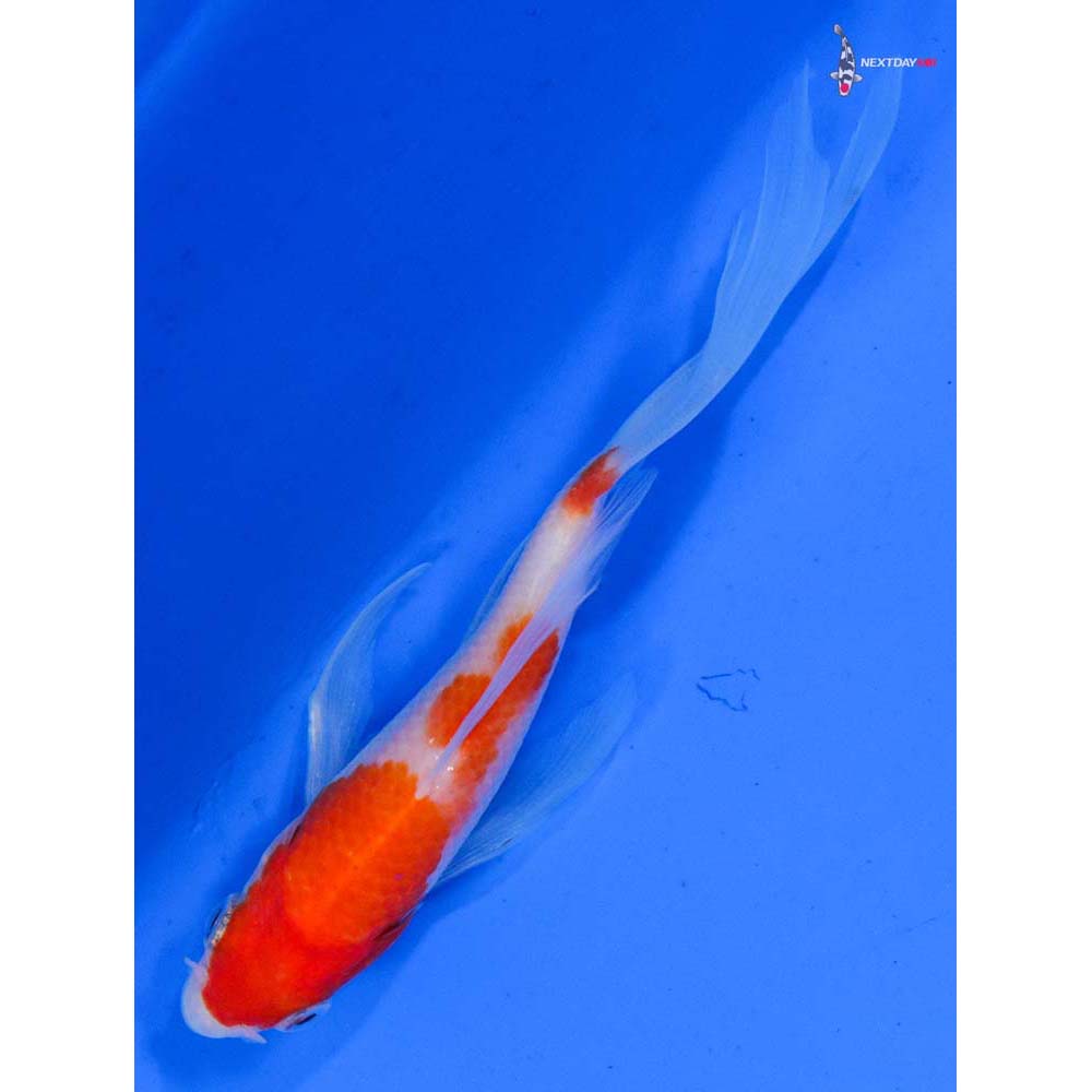 4” Imported Kohaku Butterfly Koi