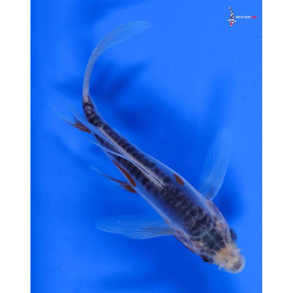 4.5” Imported Shusui Butterfly Koi