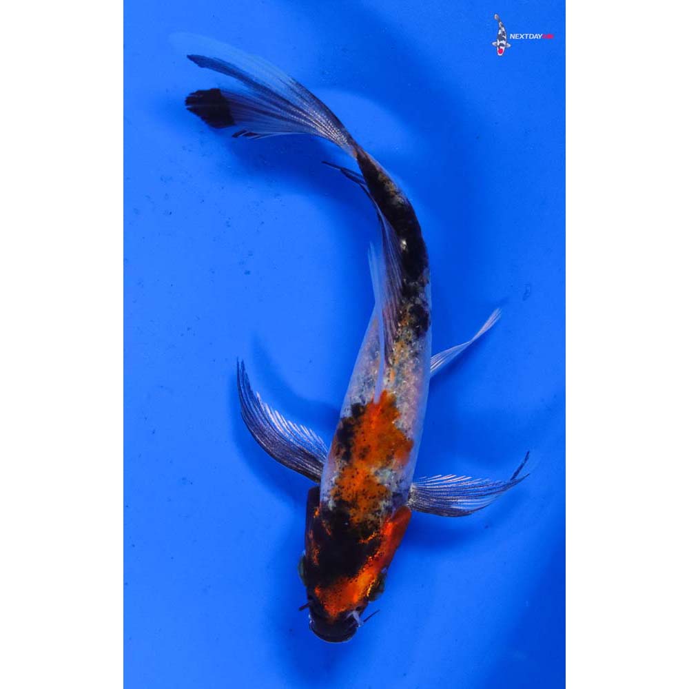 5” Imported Showa Butterfly Koi