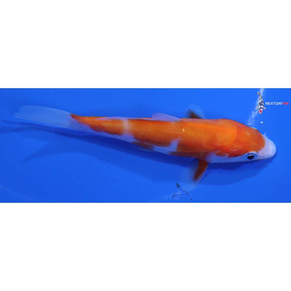 4” Imported Doitsu Kohaku