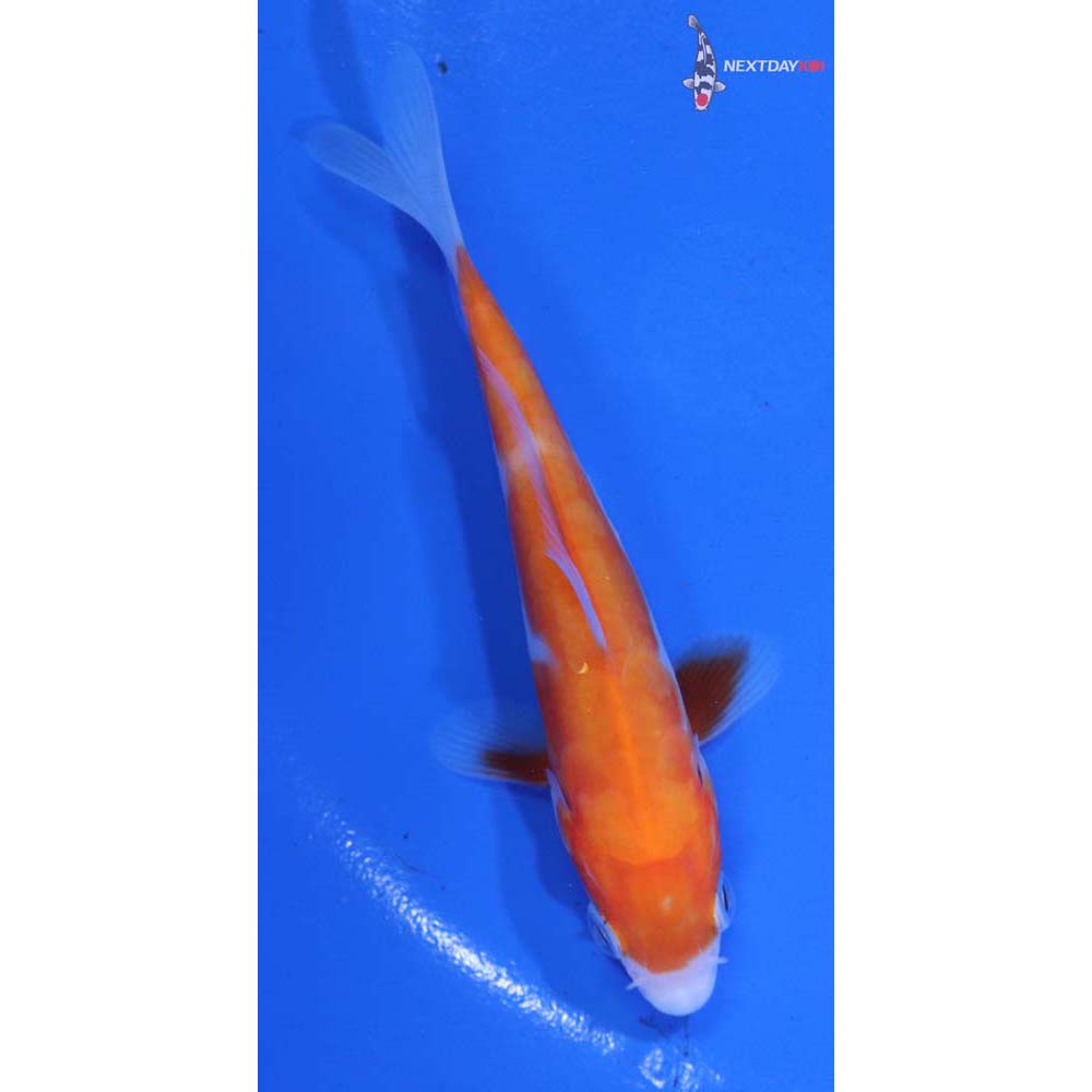 4” Imported Doitsu Kohaku