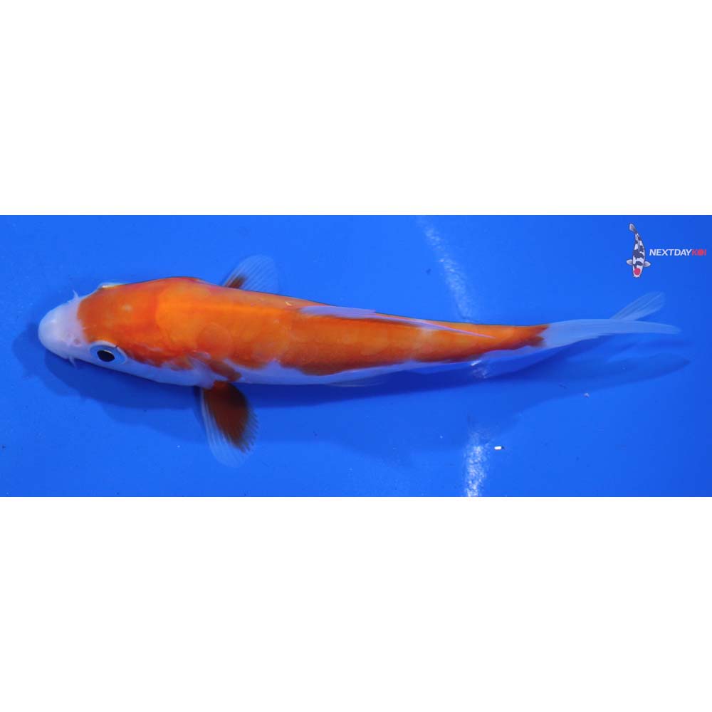 4” Imported Doitsu Kohaku