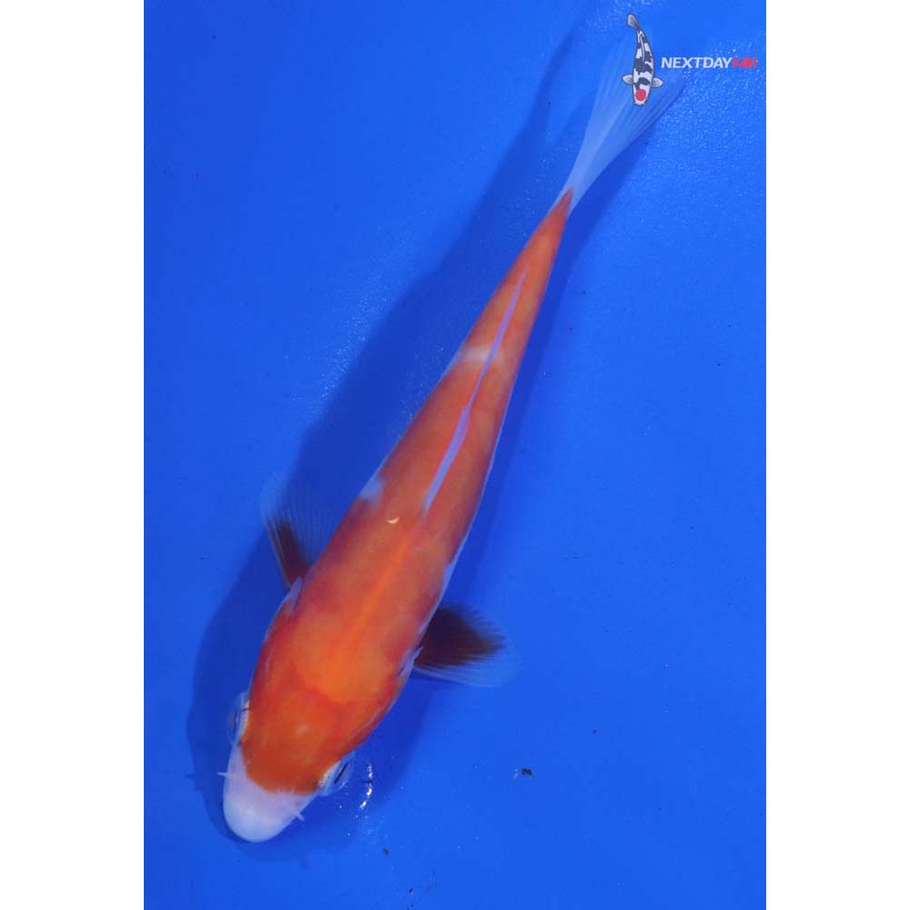 4” Imported Doitsu Kohaku