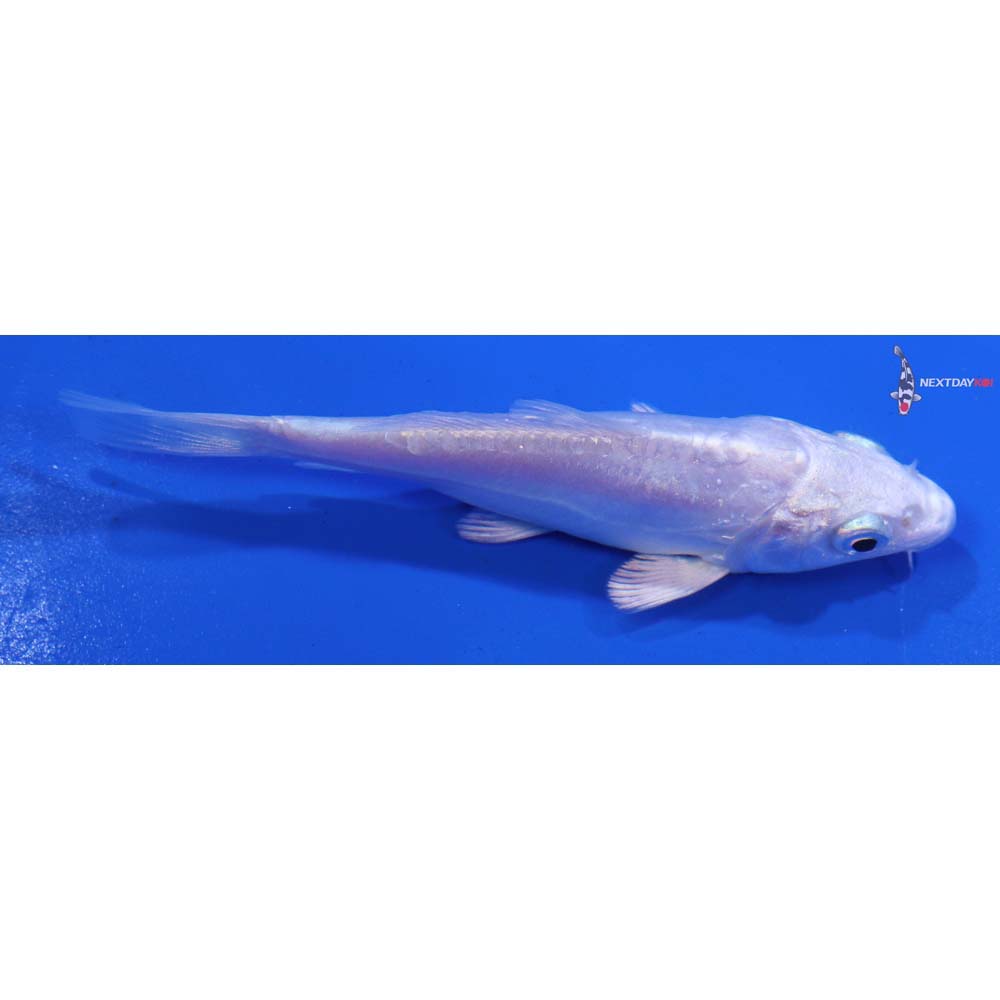 4” Imported Doitsu Platinum Ogon