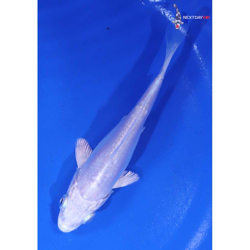 4” Imported Doitsu Platinum Ogon