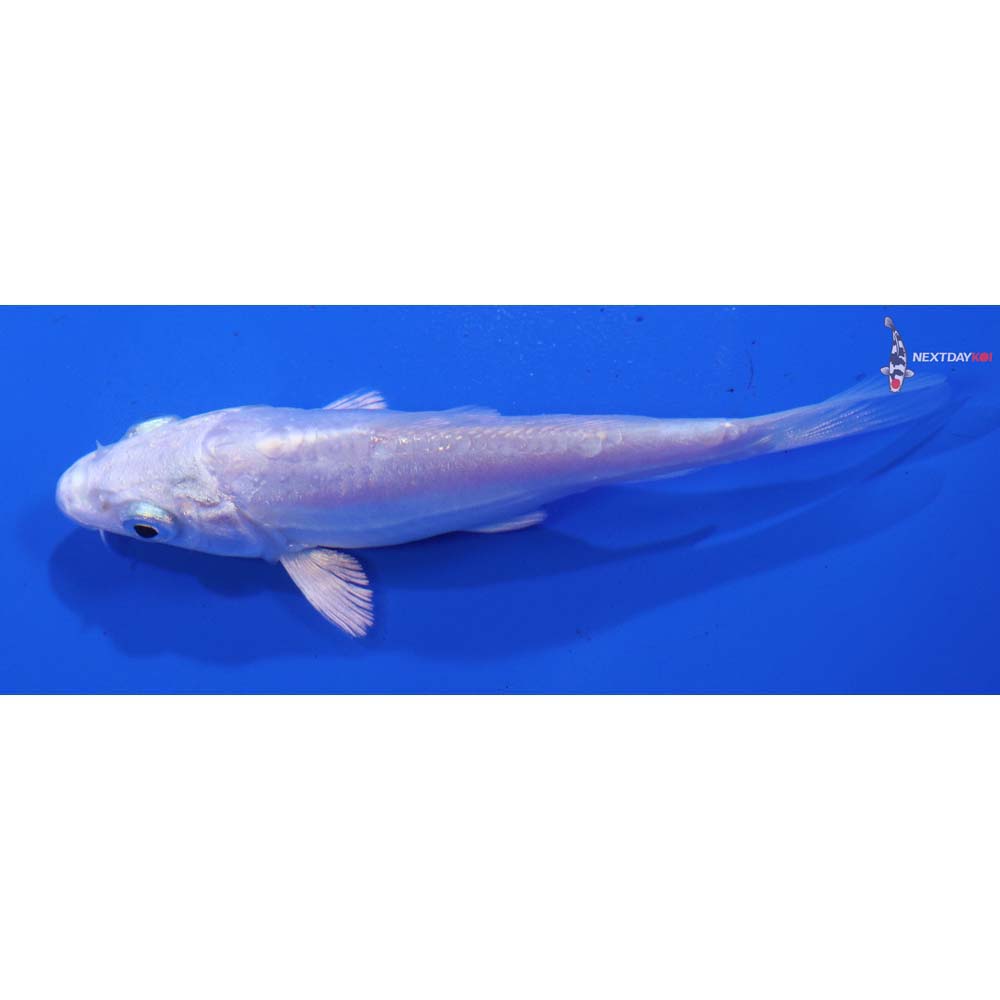 4” Imported Doitsu Platinum Ogon