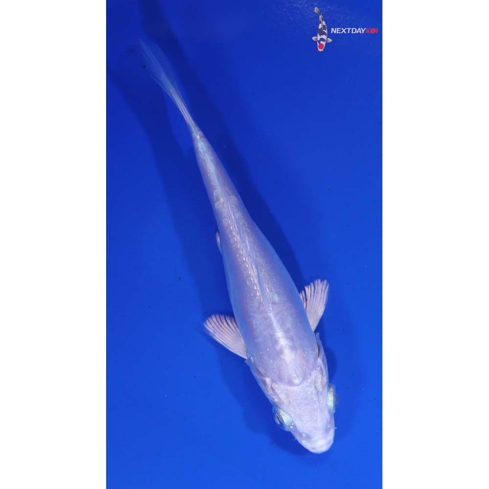 4” Imported Doitsu Platinum Ogon