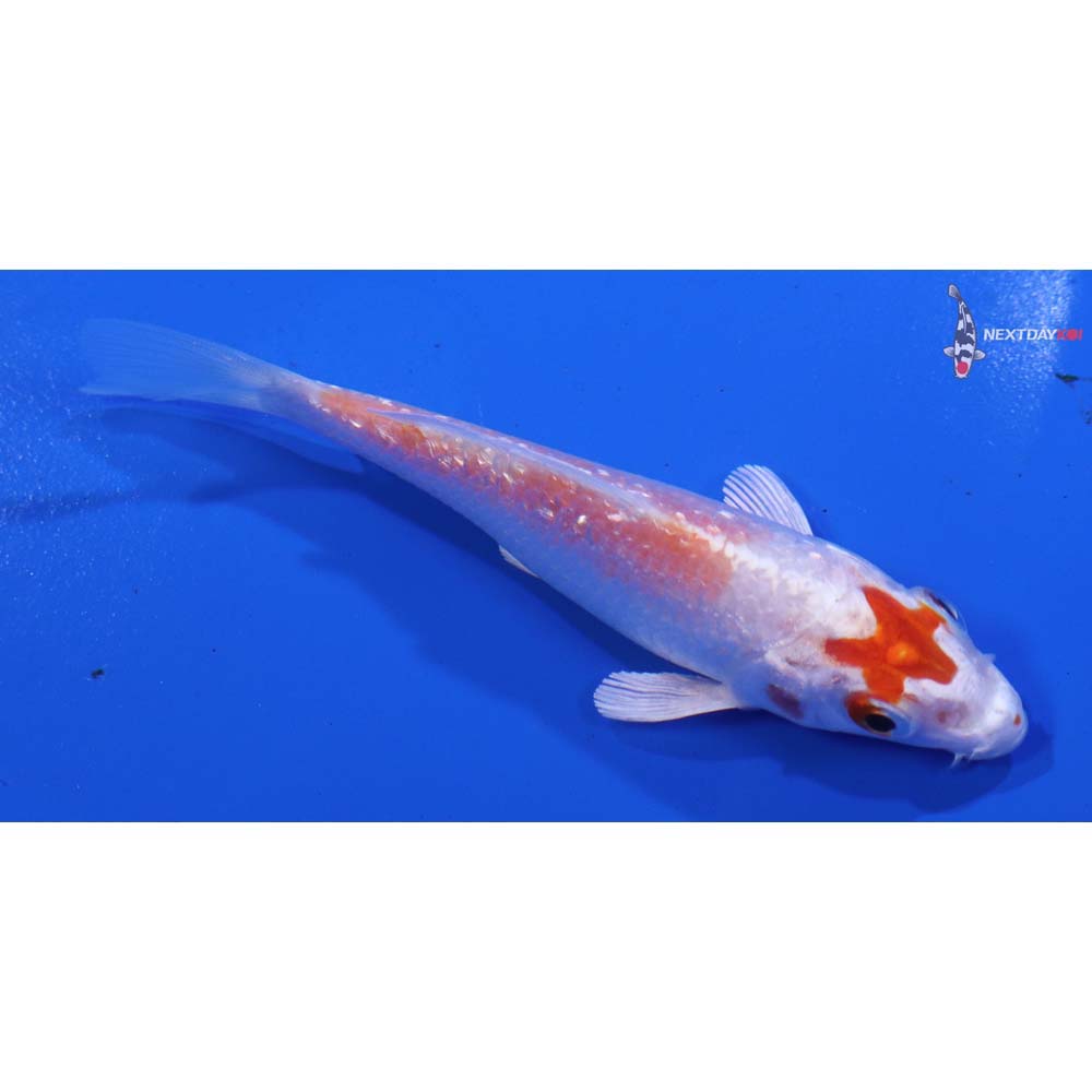 4” Imported Gin Rin Hariwake