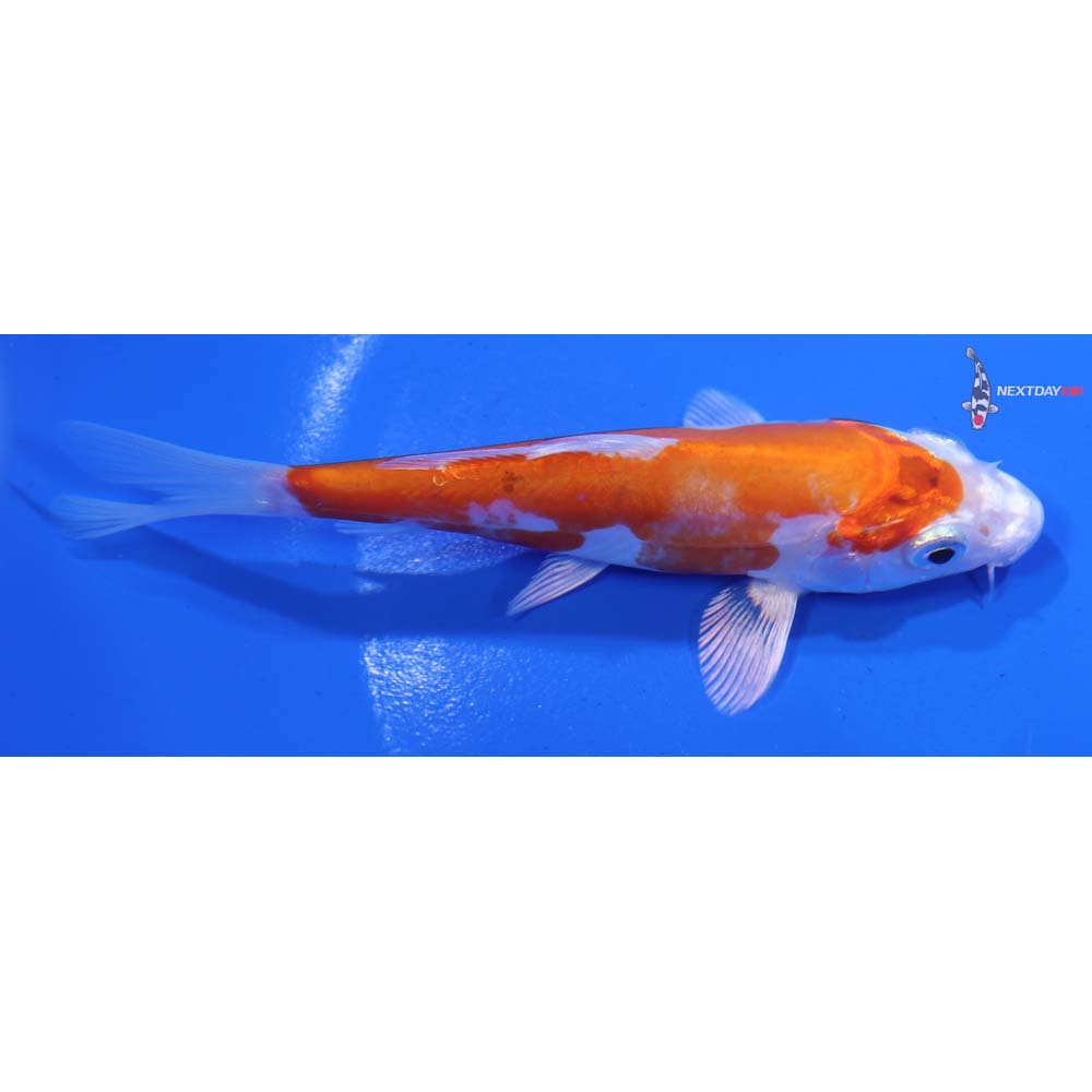 4.5” Imported Kikusui