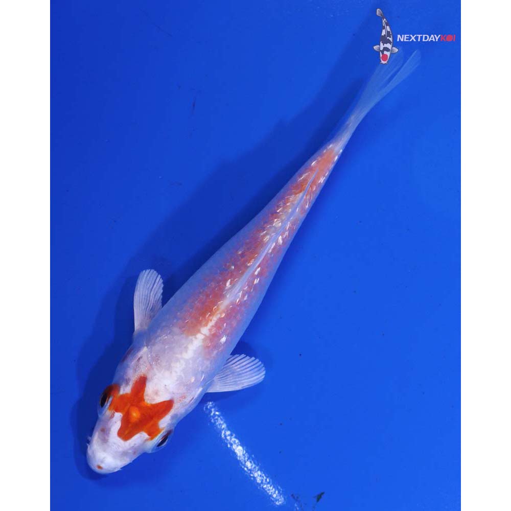 4” Imported Gin Rin Hariwake