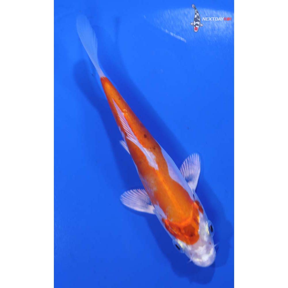 4.5” Imported Kikusui