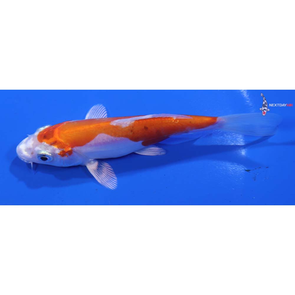 4.5” Imported Kikusui