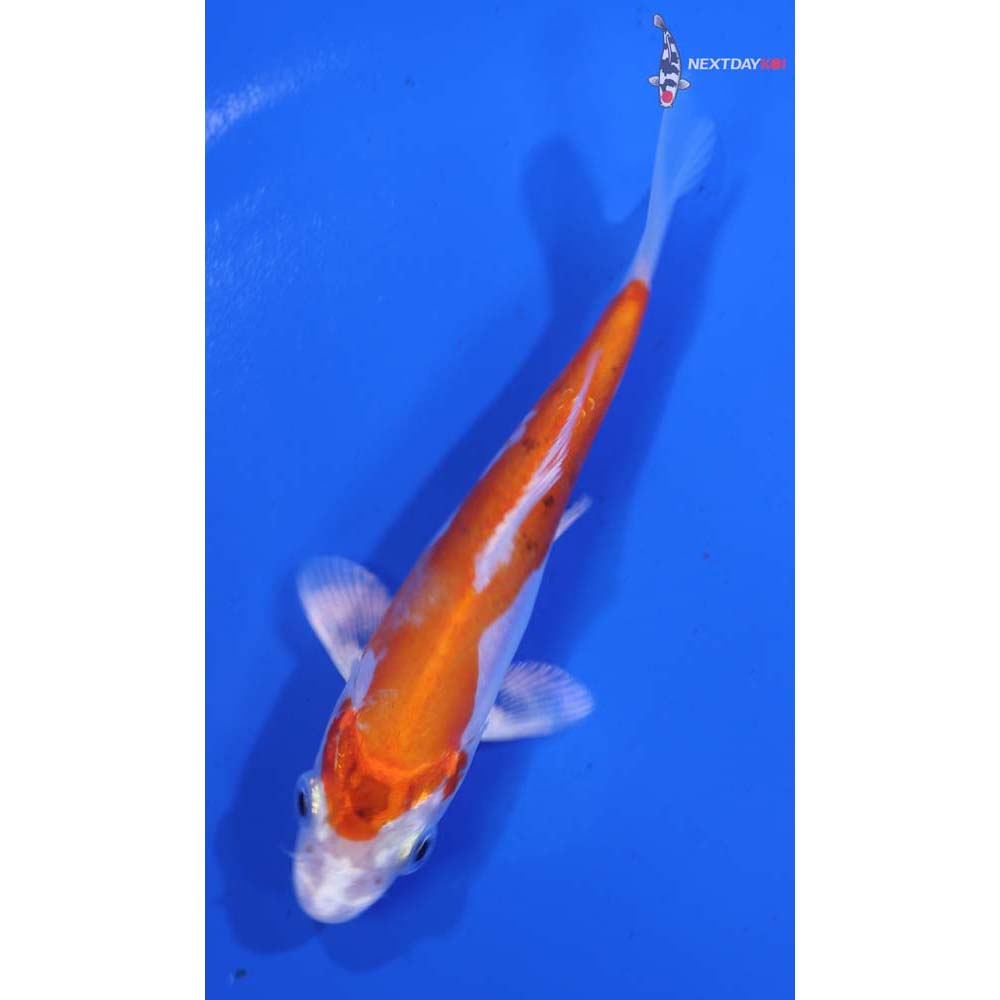 4.5” Imported Kikusui