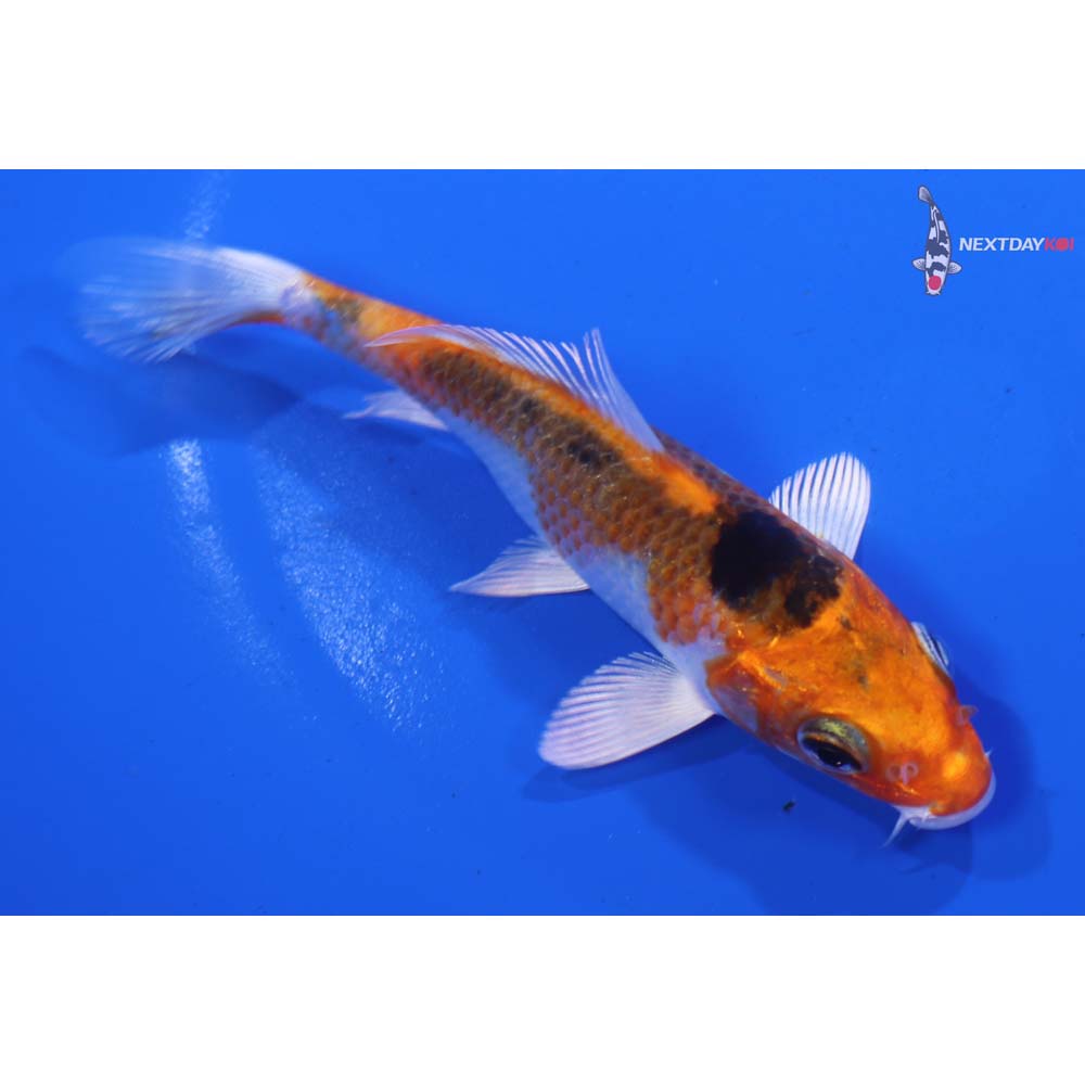 4.5” Imported Yamato Nishiki