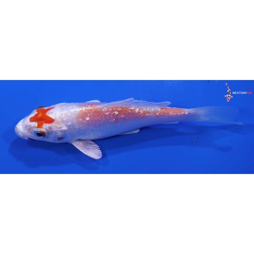 4” Imported Gin Rin Hariwake
