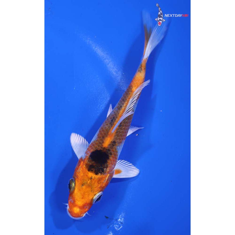 4.5” Imported Yamato Nishiki