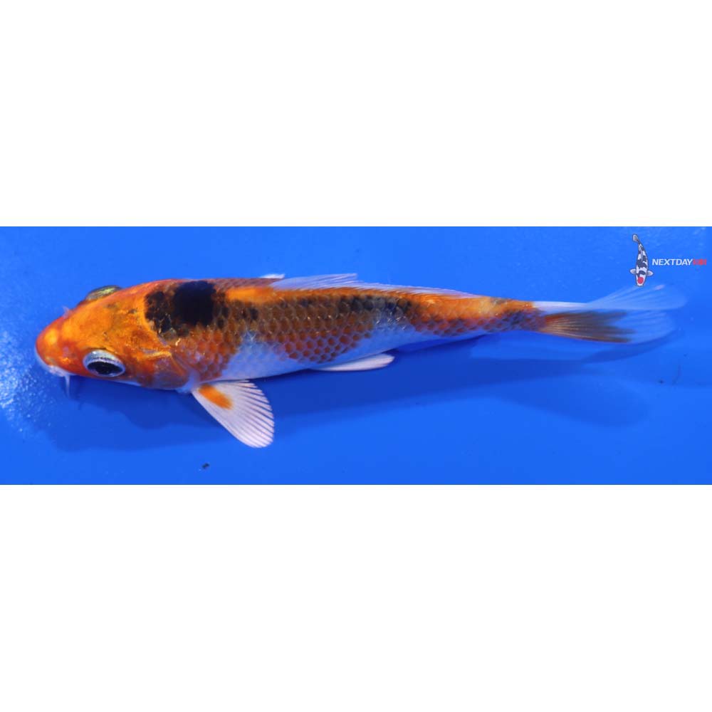 4.5” Imported Yamato Nishiki