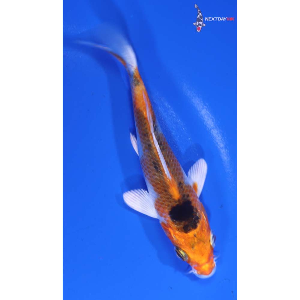 4.5” Imported Yamato Nishiki