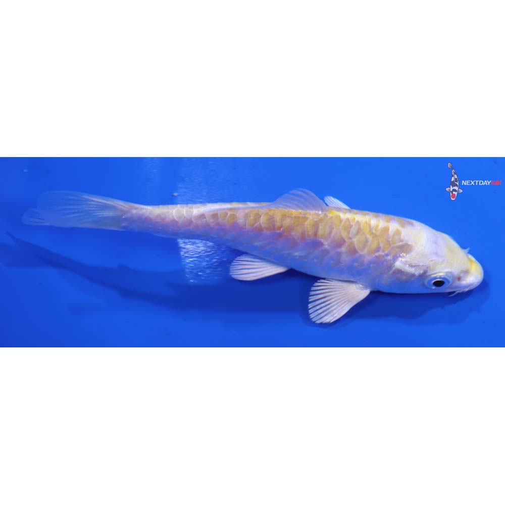 4.5” Imported Armor Scaled Lemon Hariwake