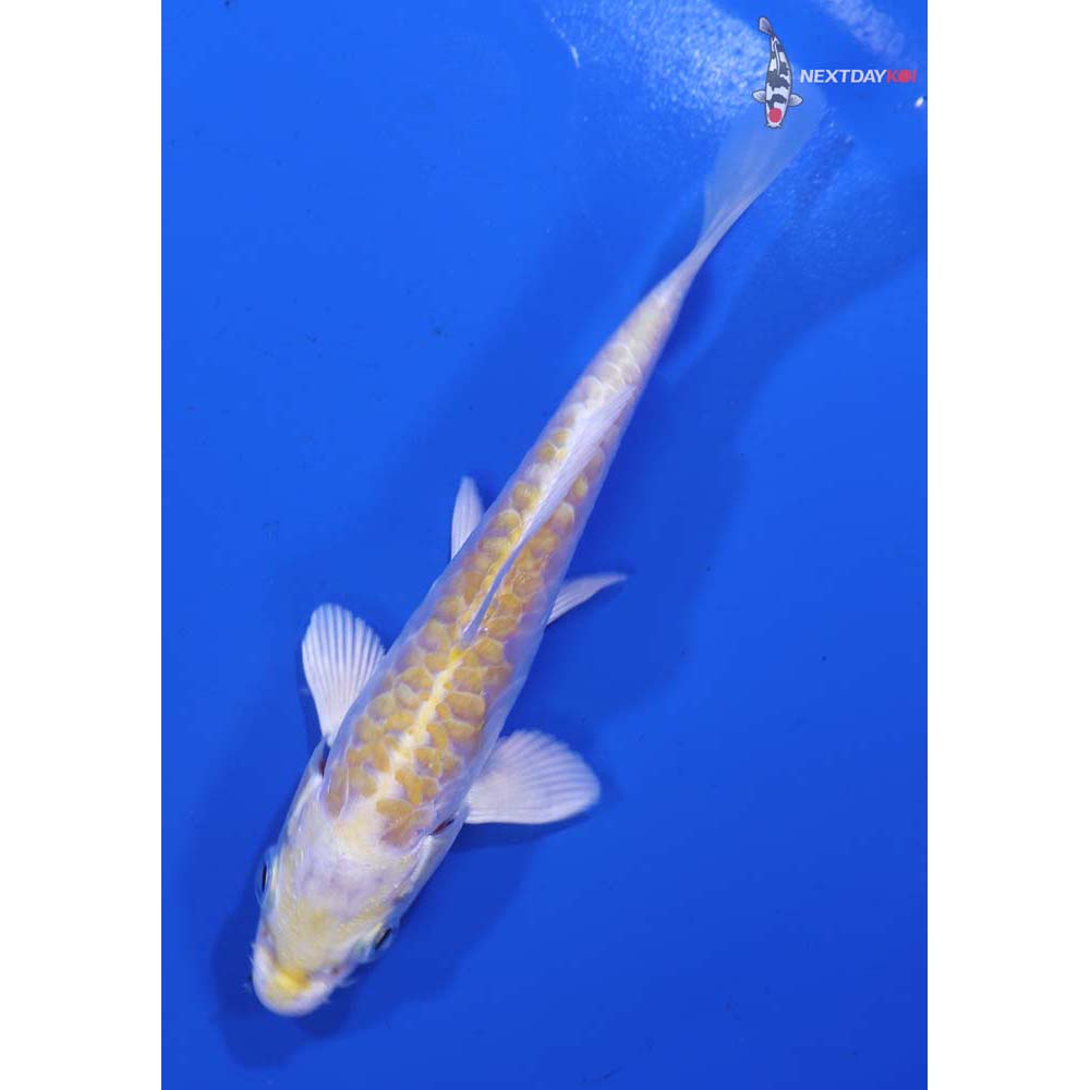 4.5” Imported Armor Scaled Lemon Hariwake