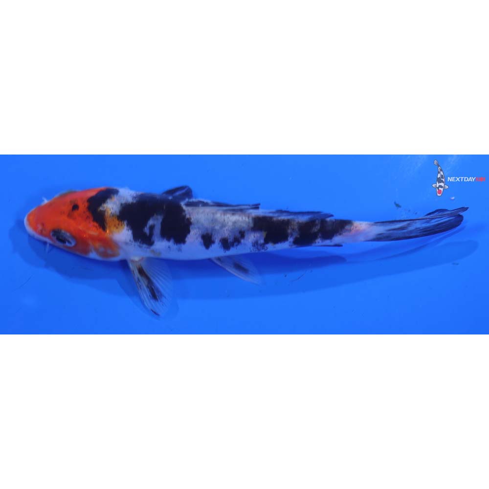 4.5” Imported Doitsu Sanke