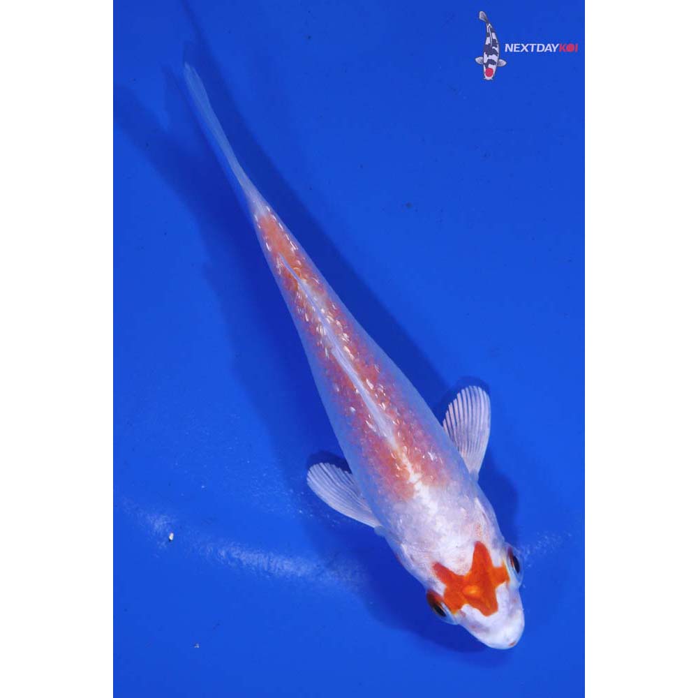 4” Imported Gin Rin Hariwake