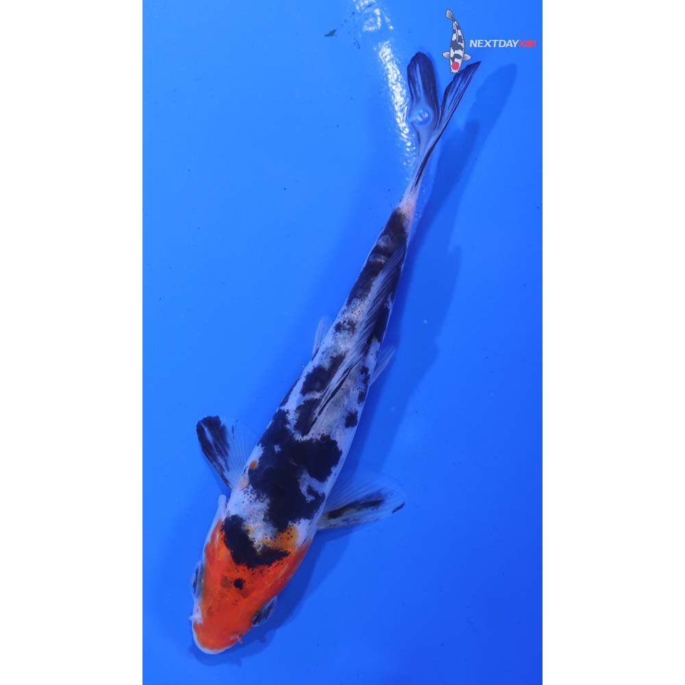 4.5” Imported Doitsu Sanke