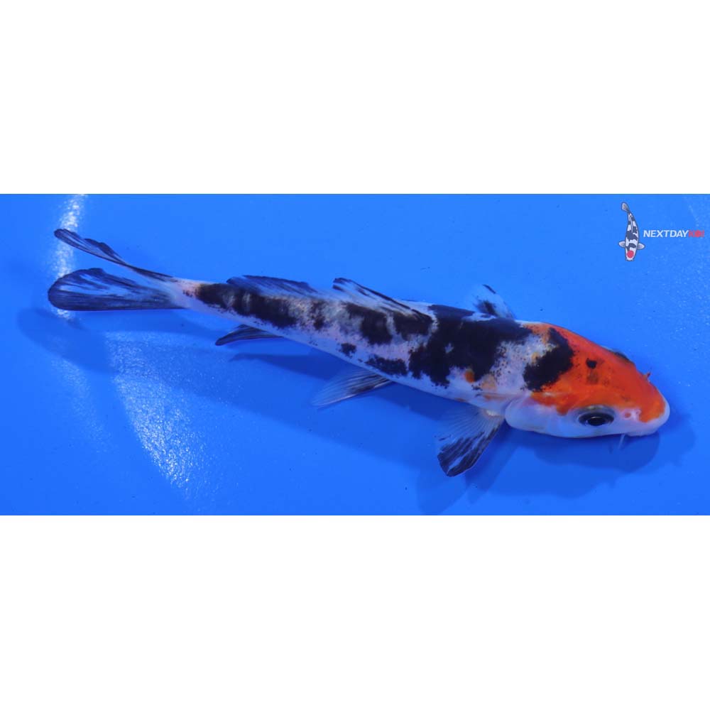 4.5” Imported Doitsu Sanke