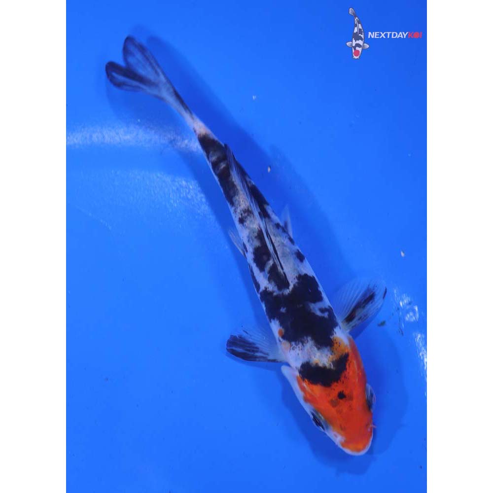 4.5” Imported Doitsu Sanke