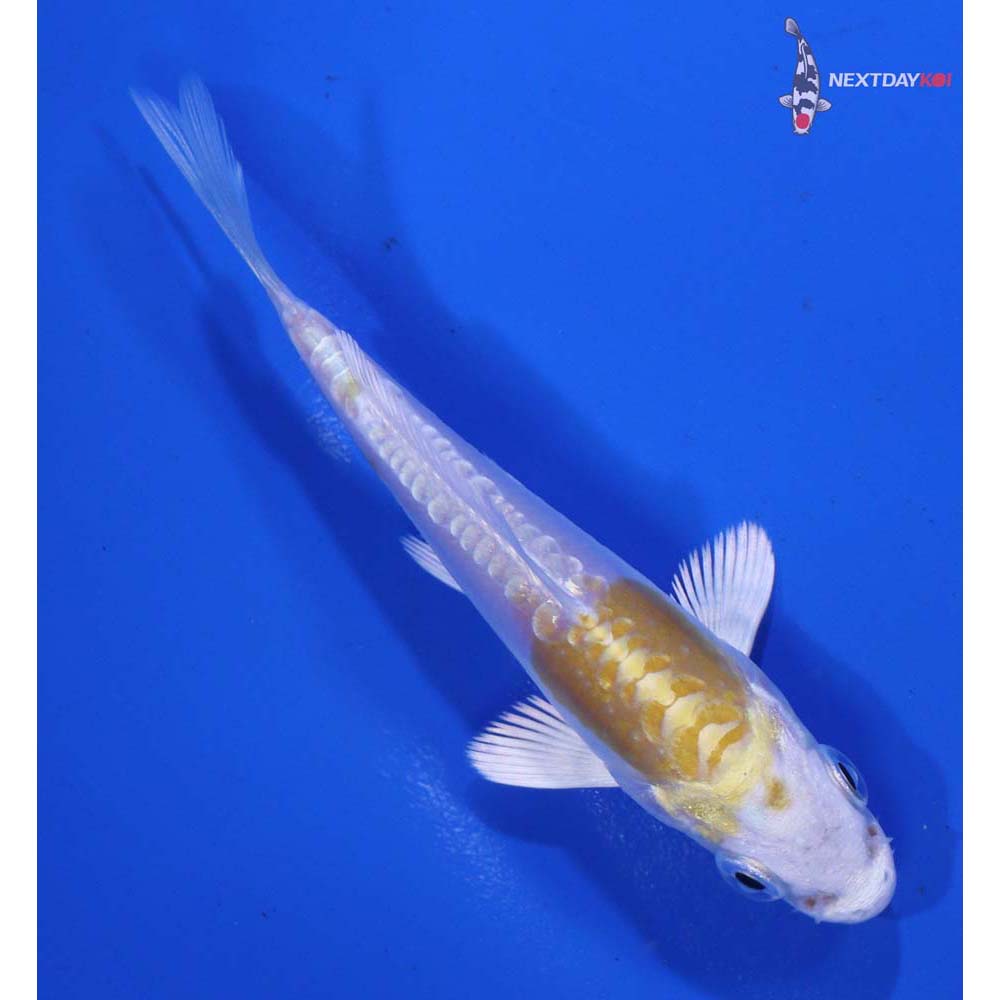 3” Imported Doitsu Lemon Hariwake