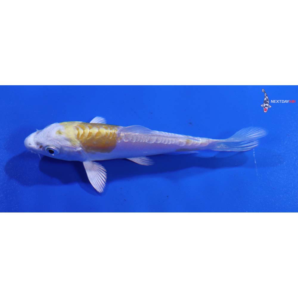 3” Imported Doitsu Lemon Hariwake