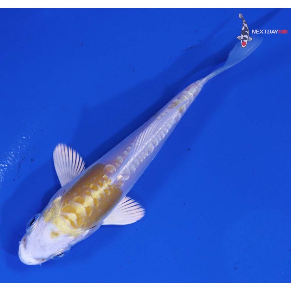 3” Imported Doitsu Lemon Hariwake