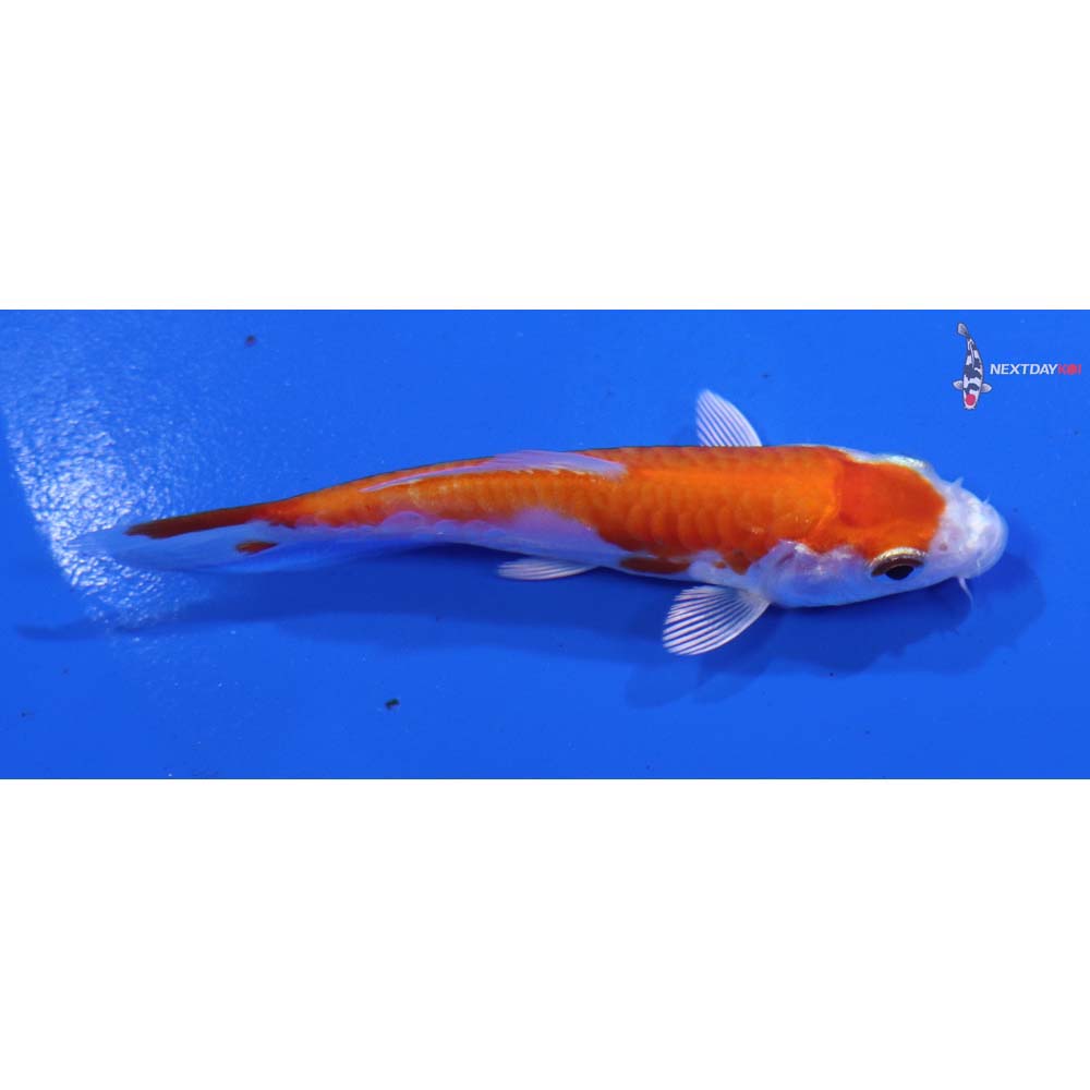 3” Imported Kikusui