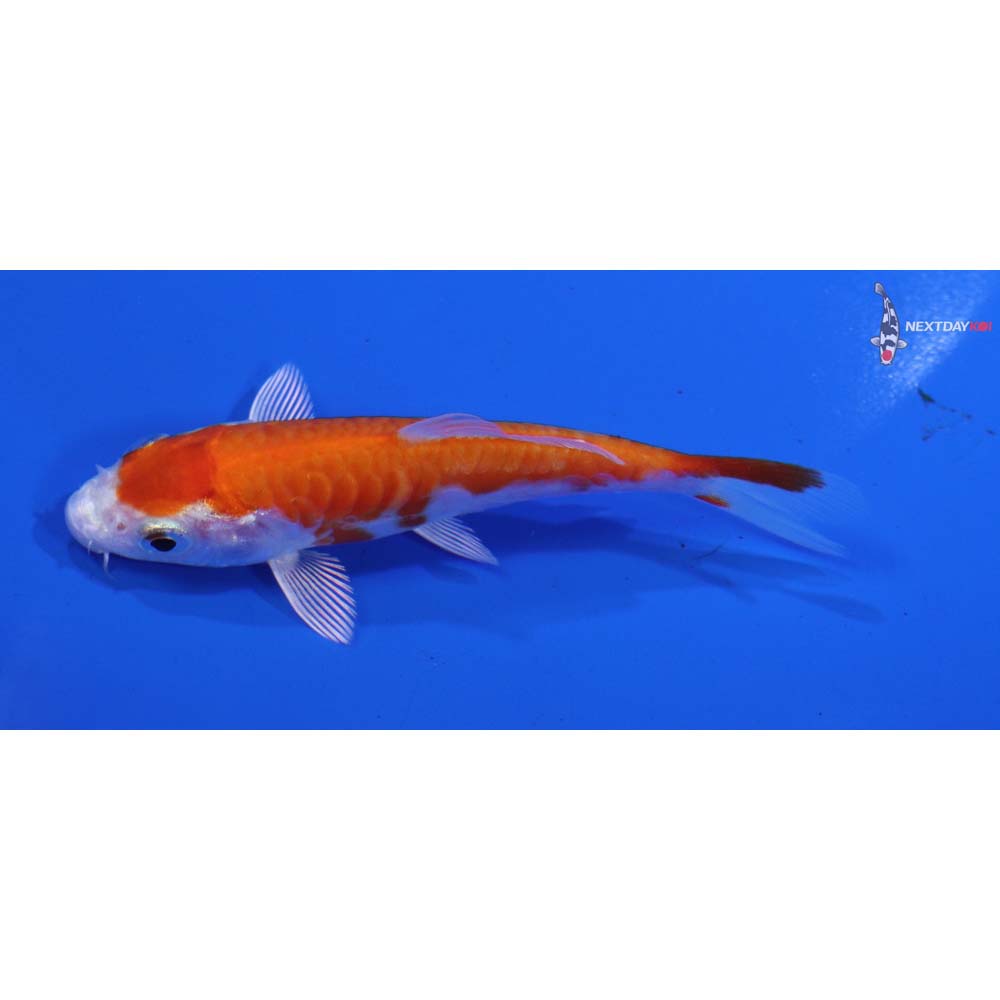 3” Imported Kikusui