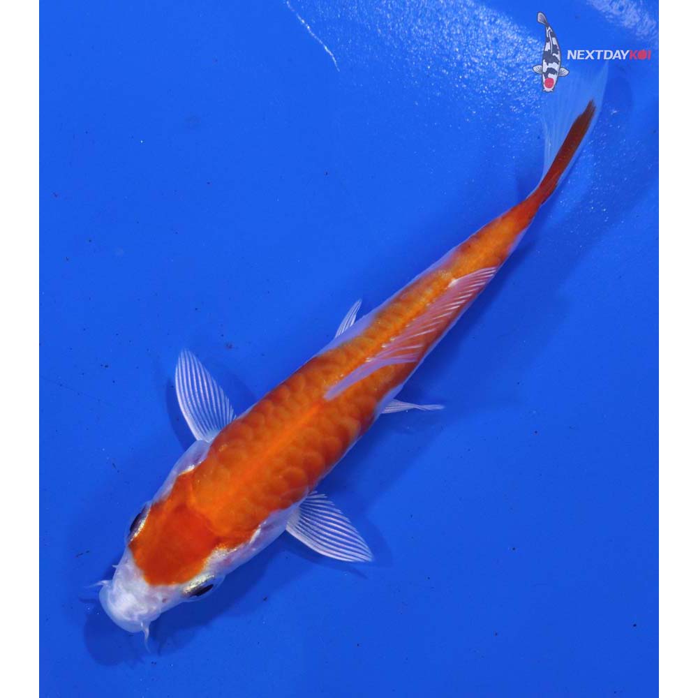 3” Imported Kikusui