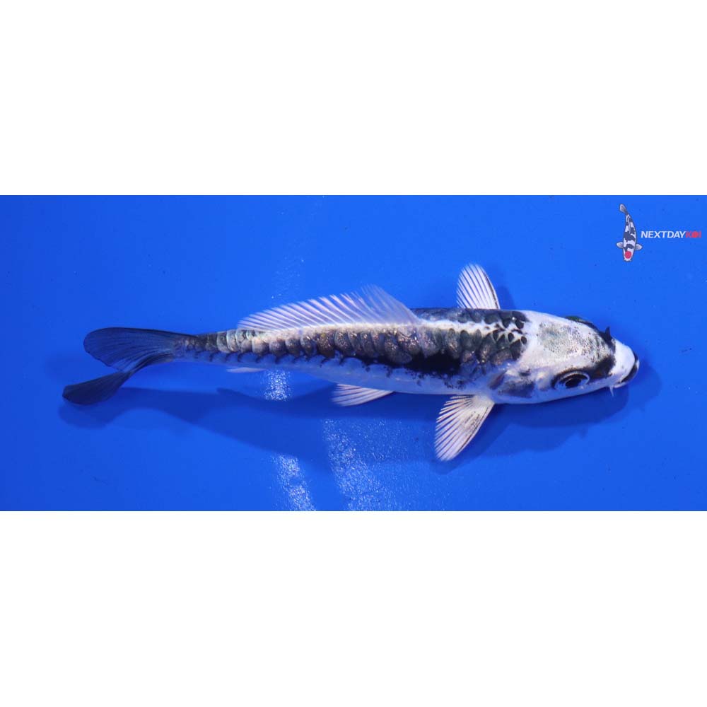 3.5” Imported Kikokuryu