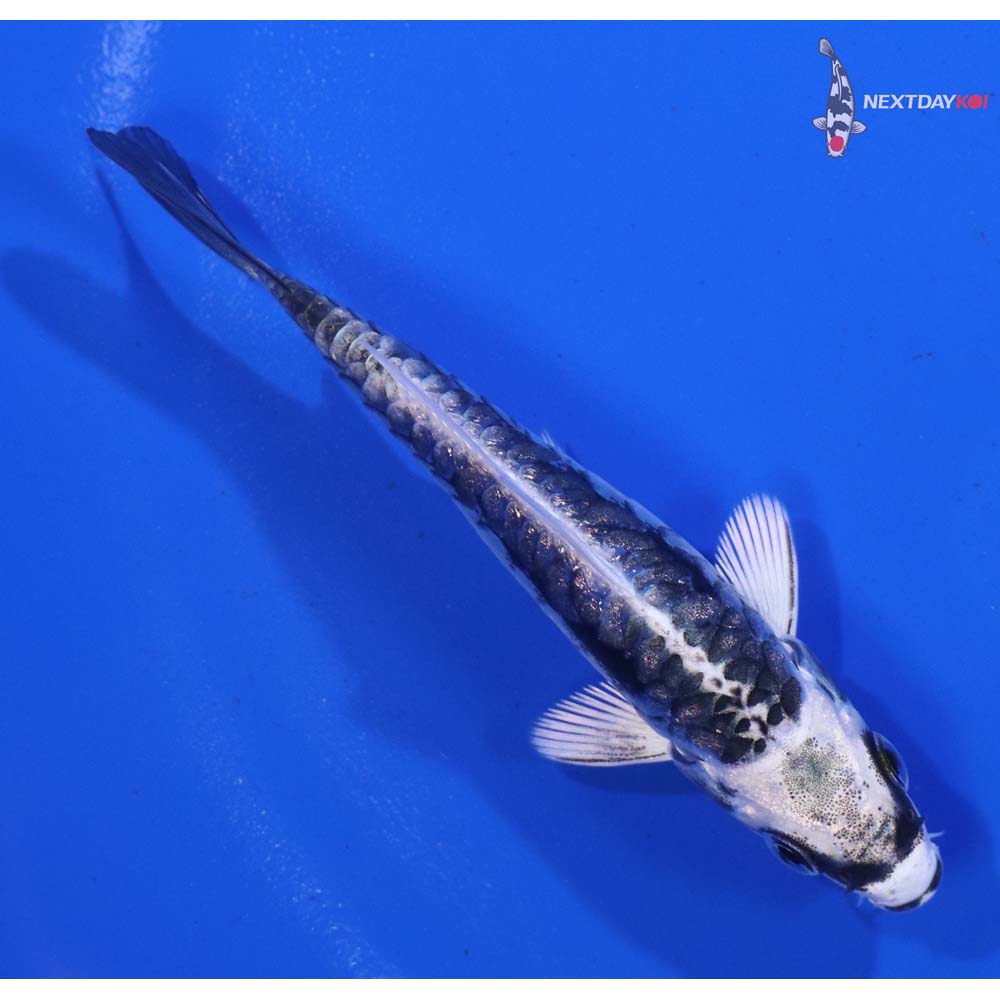 3.5” Imported Kikokuryu