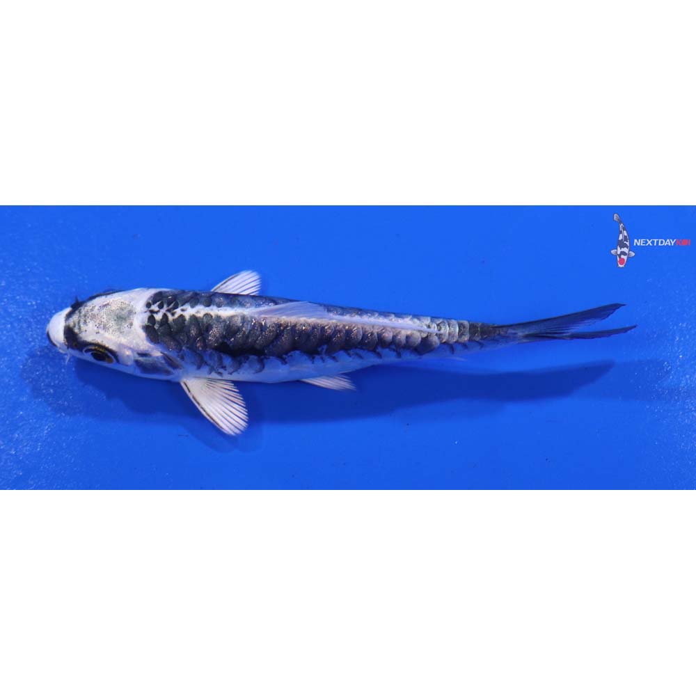 3.5” Imported Kikokuryu